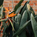 Wat maakt de Strelitzia zo populair onder plantenliefhebbers?